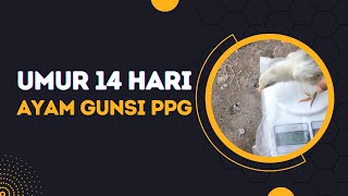 AYAM GUNSI PPG UMUR 14 HARI