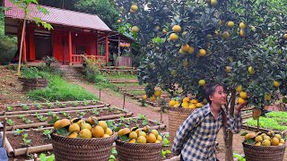 Jardinage. Récolte d'oranges pour la vente au marché - la vie à la ferme / Loan Bushcraft.