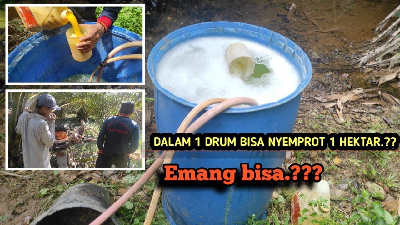 Rutinitas penyemprotan 1 bulan sekali || di perkebunan kelapa sawit || gunakan racun kuning ||