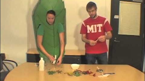 Time for Me to Leaf: Tree Chlorophyll Chromatography