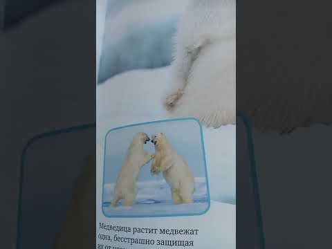 Амурский тигр vs