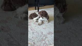 Rory cares #puppy #petsempire #cute #doggielife #petsrule #cutedoggies #pets #cutedogs #fluffy