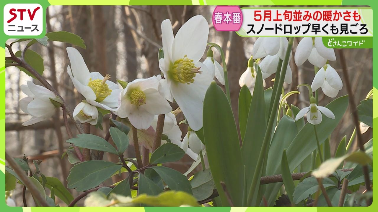 Snowdrops, the 