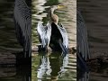 Did you know _The Bird That Never Gets Wet !