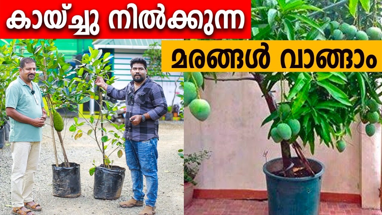 കായ്ച്ചു നില്‍ക്കുന്ന മരങ്ങള്‍ വില്‍ക്കുന്നത് ചെടിയുടെ വിലയ്ക്ക് |വില കേട്ടാല്‍ വെറുതെ കൊടുക്കുംപോലെ
