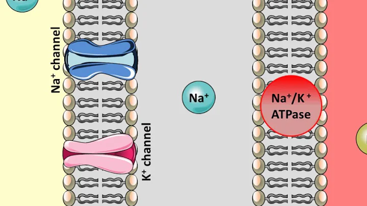 Thiazides Diuretics - Mechanism of action