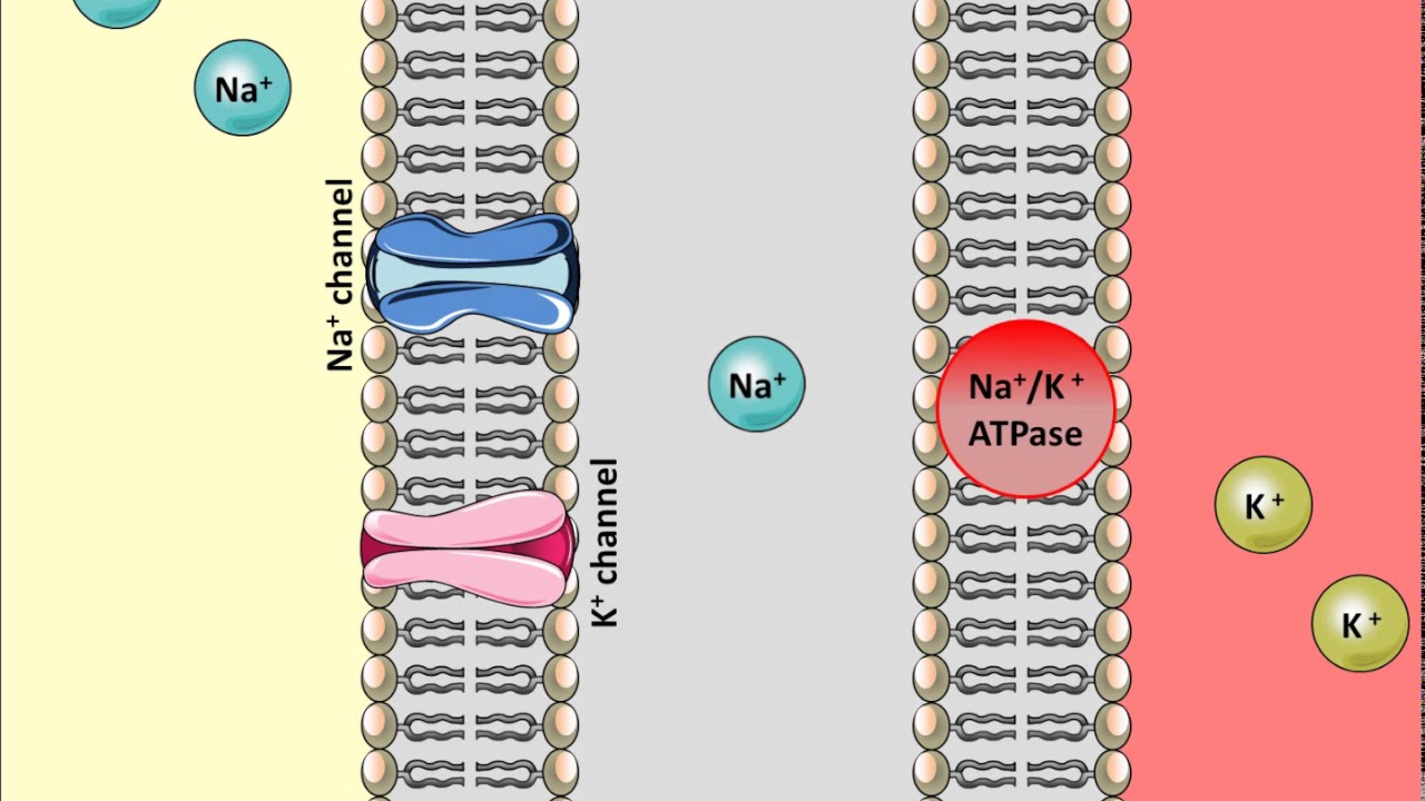 praxbind mechanism of action