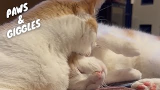 Pets Gone Wild! Hilarious Compilation of Animal Antics | You Won't Stop Laughing by PETASTIC 705 views 4 days ago 10 minutes, 40 seconds