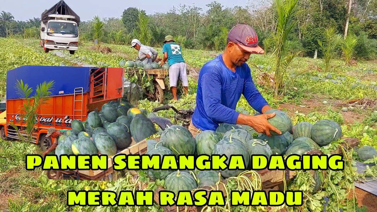 PANEN BUAH SEMANGKA NON BIJI  DAPAT 20 TON #SEMANGKANON BIJI