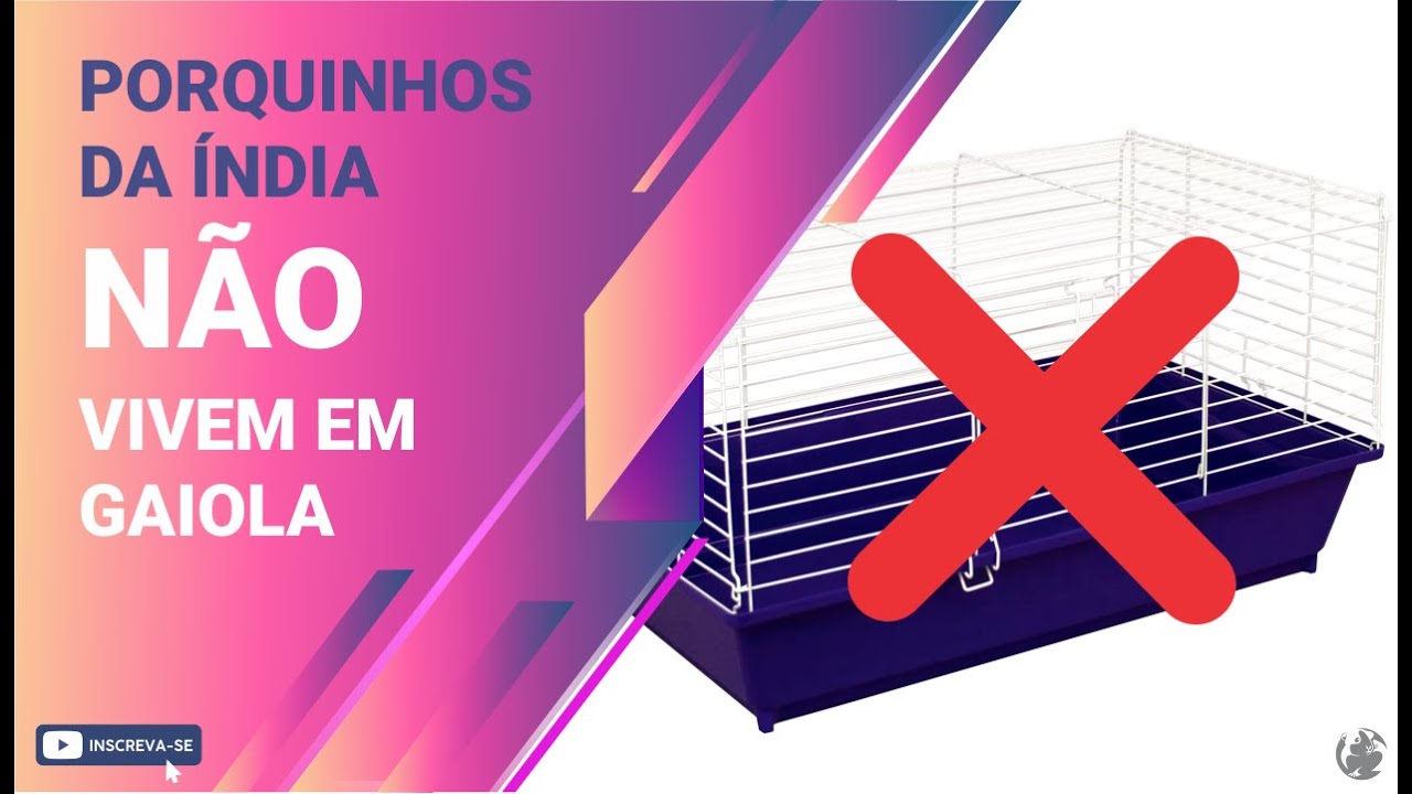 Porquinhos da Índia NÃO vivem em gaiolas.