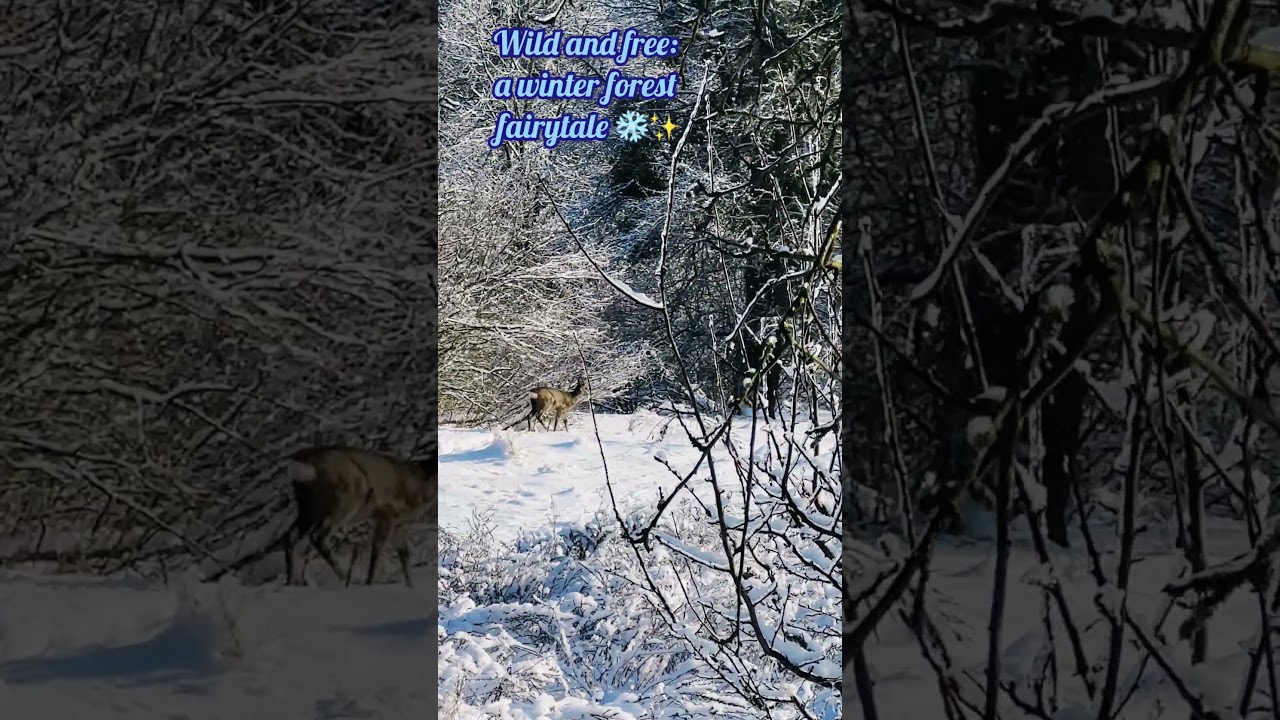 Wild forest. Frost. Magic. ❄️✨ 