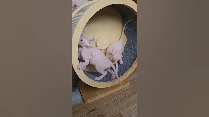 Watch the video about Workin the wheel * * * #nocoatkitty #sphynx #sphynxofinstagram #catmemesdaily #catmemes #petmemes