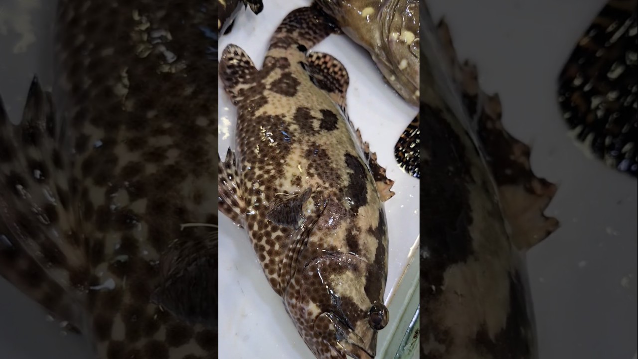 Brown -marbled grouper/Benjie Gonzales tv