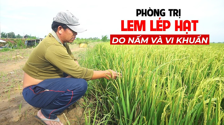 Thuốc trị lem lép hạt HELP