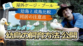 ★【コールダック幼鳥飼育方法公開】屋外飼育小屋・トロ舟改良プール、成長との比較、同居の注意点など @ZOO TIME
