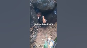Menegangkan!!! Berburu Berang-Berang sampai masuk ke dalam lobang #berburu#otter#anakkampung