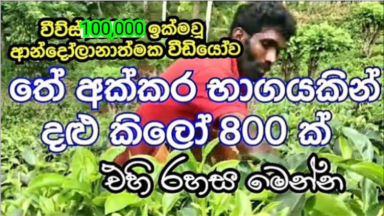 Tea Cultivation in Sri Lanka Part2/ආදායම් ලබා වියදම් අඩු කරමු
