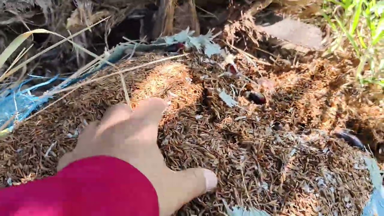 ตัดปาล์มขาย พันธุ์ซีหราด เอลิท  สกลนคร พันธุ์ปาล์ม 