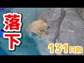 初めて展示場のプールに入りました！【131日齢】Polar Bear Baby Growth Record(Day 131)