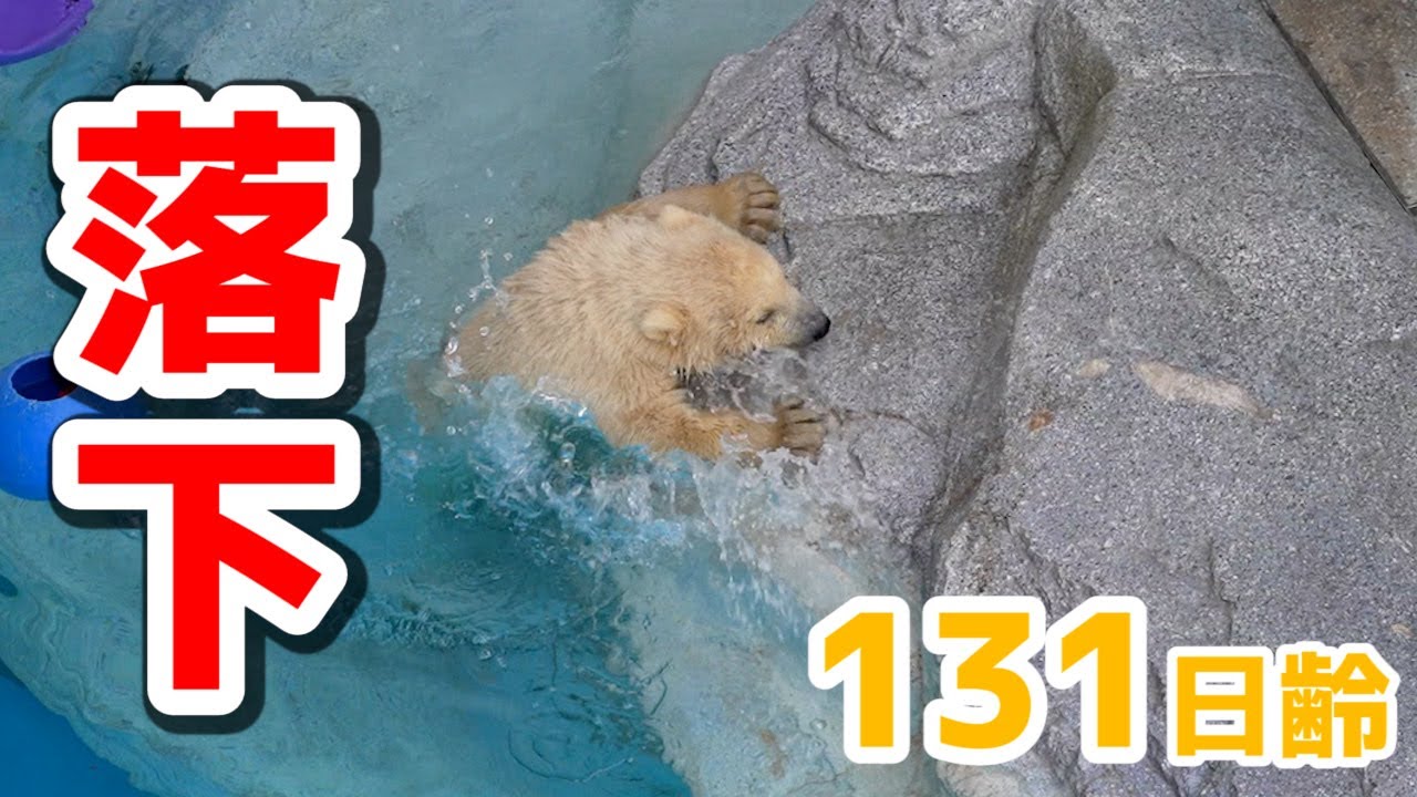 初めて展示場のプールに入りました！【131日齢】Polar Bear Baby Growth Record(Day 131)