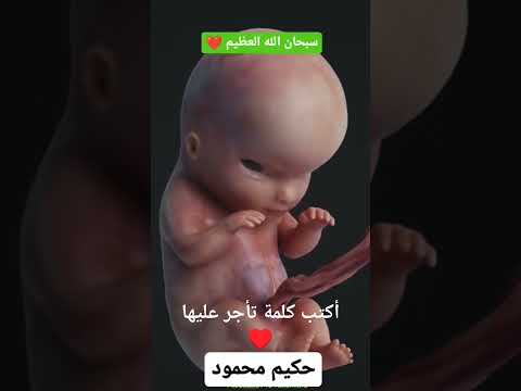 مراحل نمو الجنين في بطن امه سبحان الله العظيم