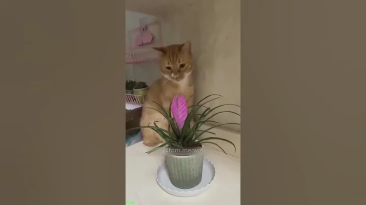 Video 6619301: cat kitten funny compilation, cats cute kittens compilation, funny kittens baby cats, cats meet kittens, hate cats meet