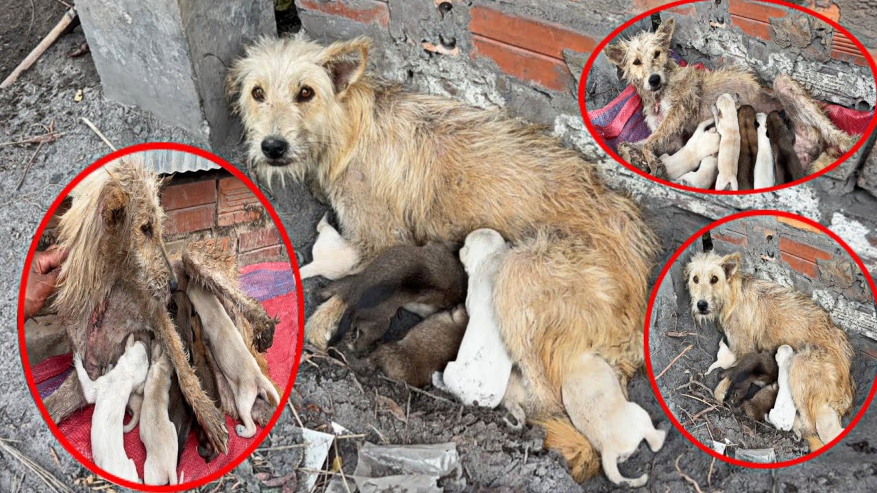 A stray dog with a physical illness gave birth to 5puppies I found a ...