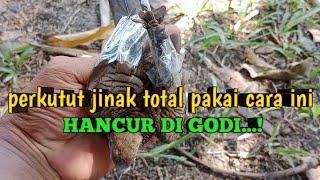 DI GODI!!! Cara Menjinakkan Burung Perkutut Tangkapan Alam