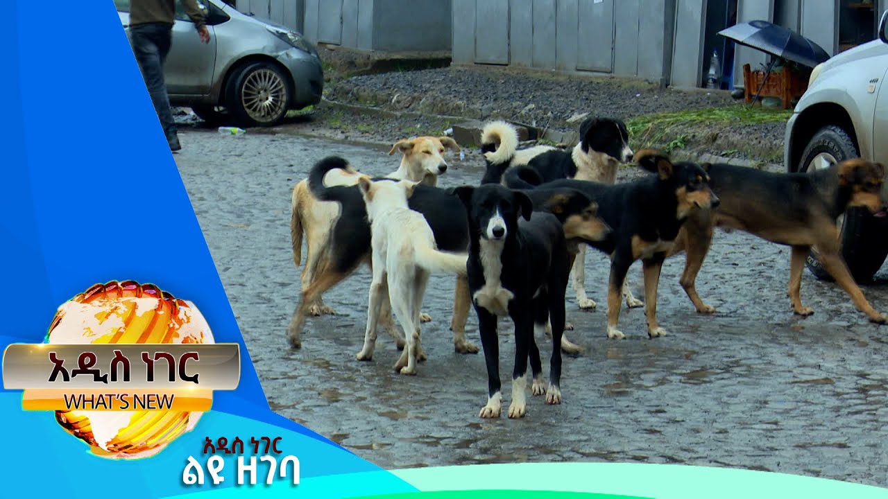 ባለቤት አልባ ውሾች በአ.አ፣ሐምሌ 23, 2016 What's New July 30, 2024
