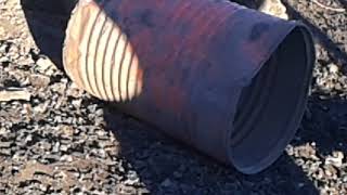 Mayor Vom Traata 7 Meseci