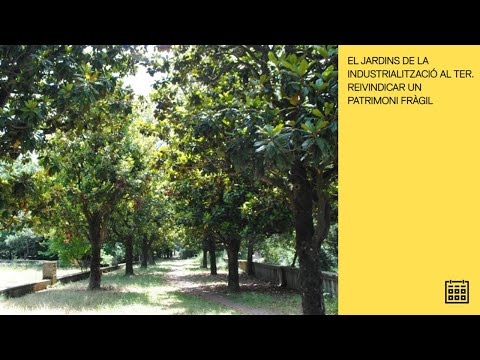 Vídeo: Buzulnik Przewalski (38 Fotos): Descripció, Plantació I Cura En Camp Obert, ús En Disseny De Paisatges De Jardins