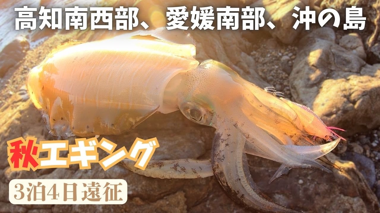 【秋エギング】高知南西部エリアを中心に3泊4日エギング三昧した件　沖の島 愛媛南部