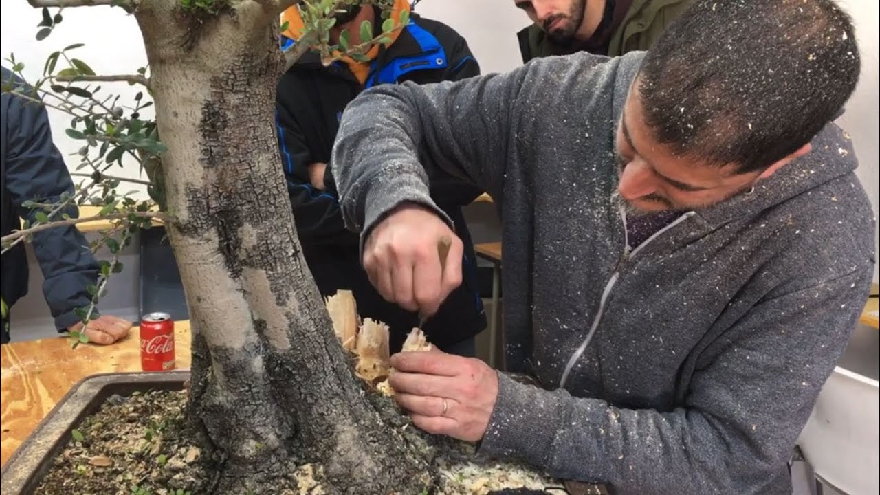 ANDRES BICOCCA - Taller de Madera Muerta en Asociación Bonsai del Vallés - Dead Wood Workshop