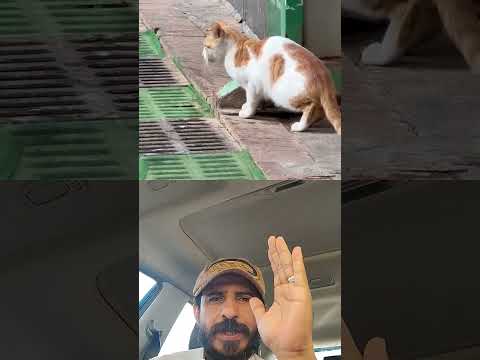 من كبر الفار القطو متخوف من كبره انتظر اللحظه اللي يكون ضعيف فيها نرجو الاشتراك في القناه