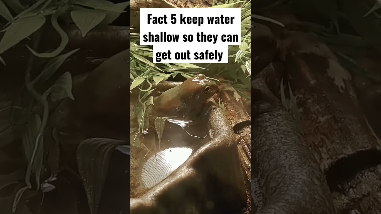5 quick facts about Whites tree frogs and water 💦 