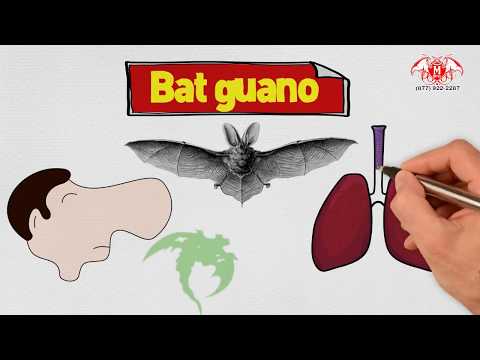 Animal Waste Removal