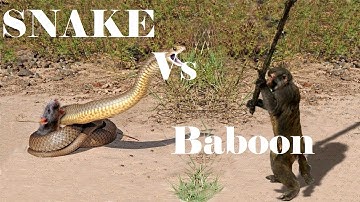 Jaguar Vs Eudorcas, Amazing Monkey Save Mouse From Giant Snake, Dog Vs Snake Vs sagittarius serpenta