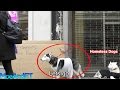 The freezing homeless abandoned dogs social experiment