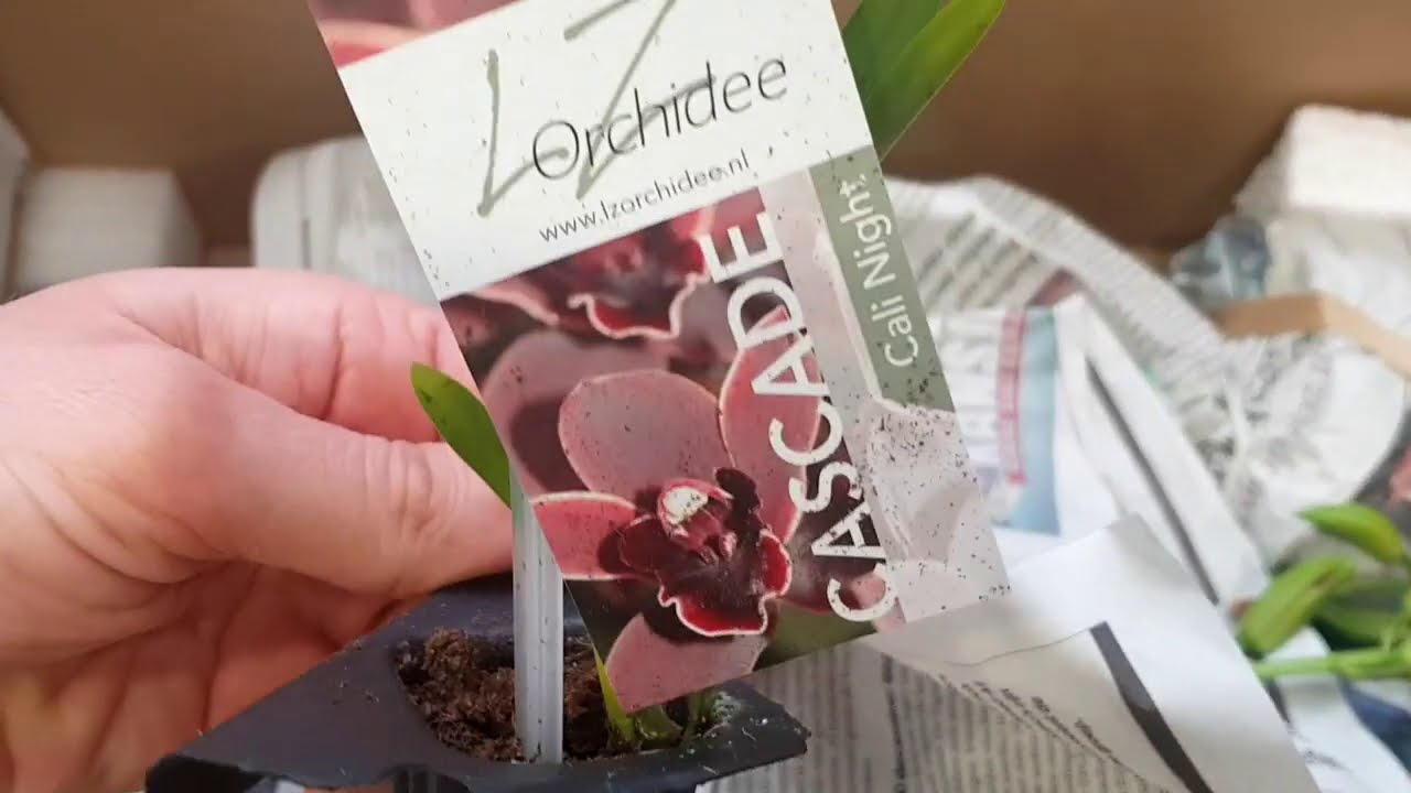 Новые орхидеи . Заказ цимбидиумов.