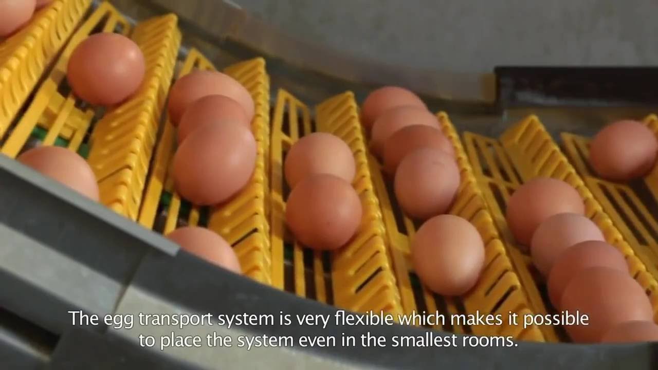 amazing egg collection system Awesome egg collector compilation 2016