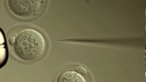 CRISPR Cas9 Microinjection