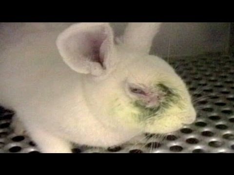 Видео: ЕС запрещает продажу всех косметических средств, испытанных на животных