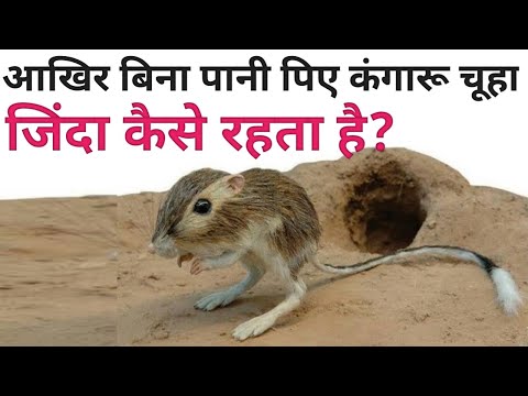 वीडियो: क्या कंगारू चूहा पानी पीता है?