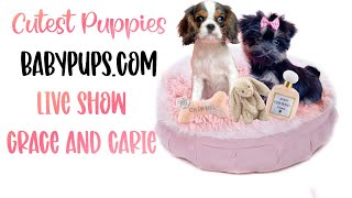 Teacup Puppies For Sale Toy Puppies For Sale San Antonio Texas!