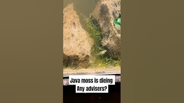 Java moss is dieing #aquariumfish #fish #aquarium #fishtank #guppyfish #shorts #viral #video