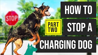 How To Stop A Charging Dog PART 2 ? (MUST WATCH)