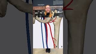 Taking A Look At Legg-Calve-Prothes