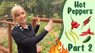 Growing Hot Peppers from Seed to Harvest | Part 2
