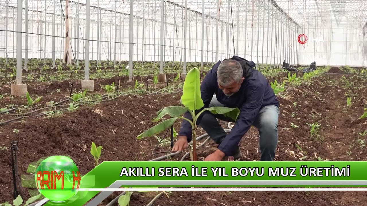 Akıllı sera ile yıl boyu muz üretimi