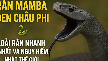 "Rắn Mamba đen Châu Phi 🐍 | Loài rắn nhanh nhất và nguy hiểm nhất thế giới"